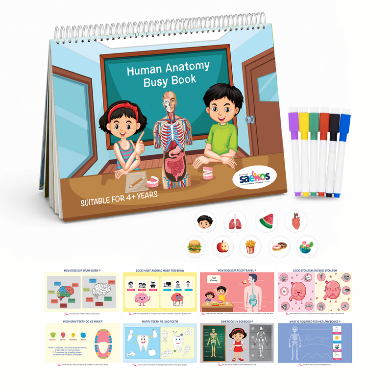 Saekos Human Anatomy Busy Book